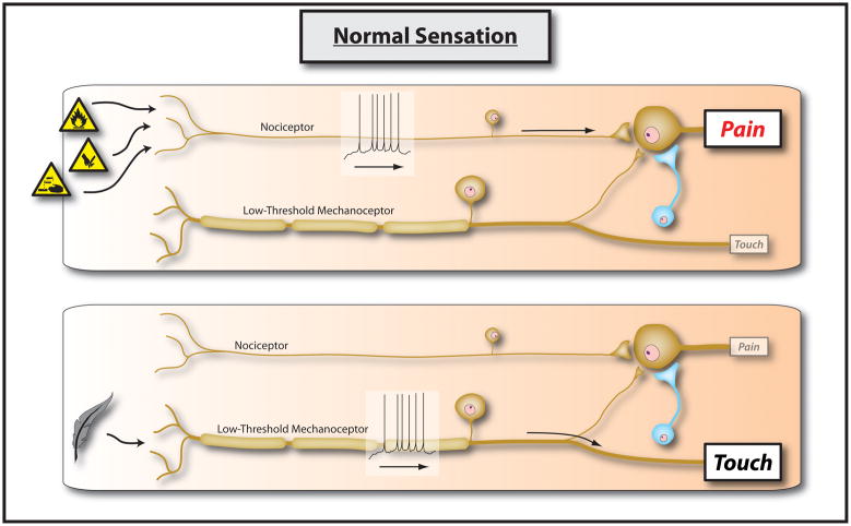 Diagram showing sensory signals travelling from receptors through the spinal cord toward the brain